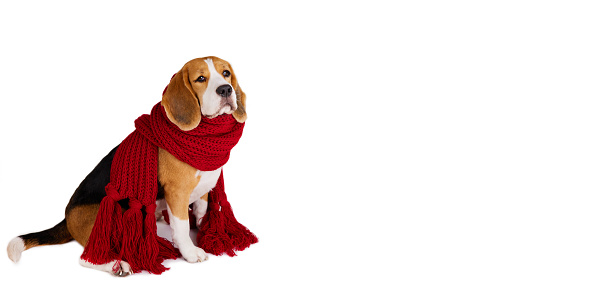 A beagle dog in a knitted red scarf on a white isolated background. Autumn or winter concept. Banner. Copy space.