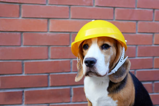 istock A beagle dog in a construction helmet against a brick wall. 1506432618