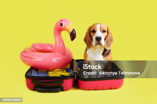 istock A beagle dog at a suitcase with things and a floating inflatable flamingo for a summer vacation at sea. 1506433682