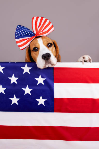 アメリカ国旗の後ろのビーグル犬。戦没者追悼記念日、退役軍人、またはアメリカの独立記念日。 - dog patriotism flag politics ストックフォトと画像
