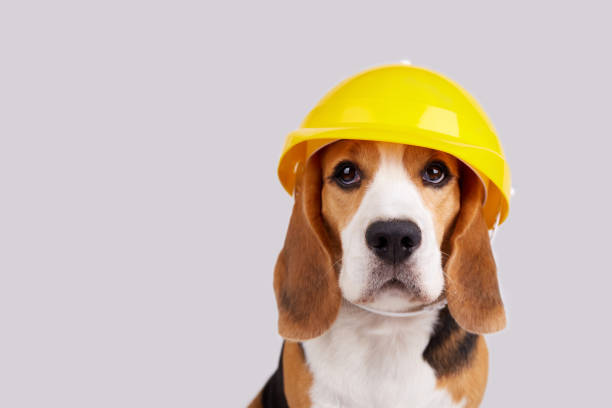 istock A beagle dog in a construction helmet 1506434753