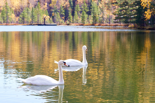White swans swim in the lake. Trees are reflected in the lake. Beautiful autumn landscape.