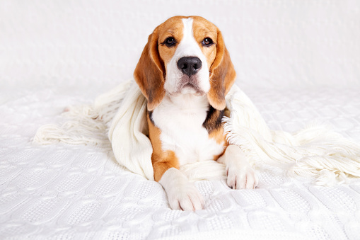 Cute beagle dog is lying on the sofa, covered a white knitted plaid. Cozy warm home atmosphere, preparation for cold weather. Autumn concept.