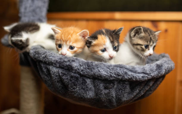 istock Young adorable kittens all huddled together in cat hammock 1506442106