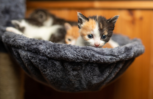 A litter of kittens all sit together in a soft bowl cat hammock