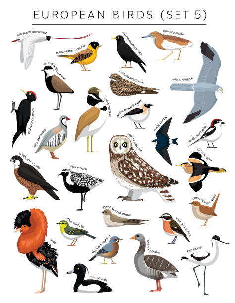 European Birds Set Cartoon Vector Character 5 Animal Cartoon EPS10 File Format philomachus pugnax stock illustrations