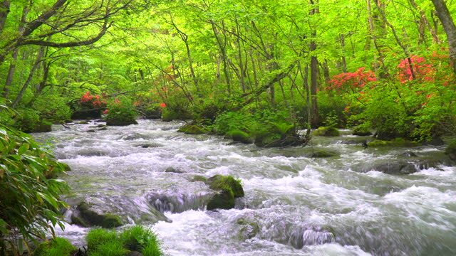 Clear waters of the Oirase Stream flowing through a fresh green forest / Samidare no nagare, Towada City, Aomori