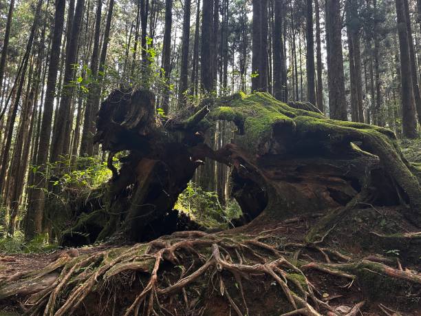 istock Trees in the forest at Alishan, Taiwan 1506461867
