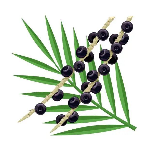 Vector illustration of Acai palm