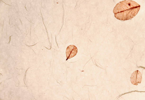 Mulberry paper sheet decorated with dry flower and leaf texture background