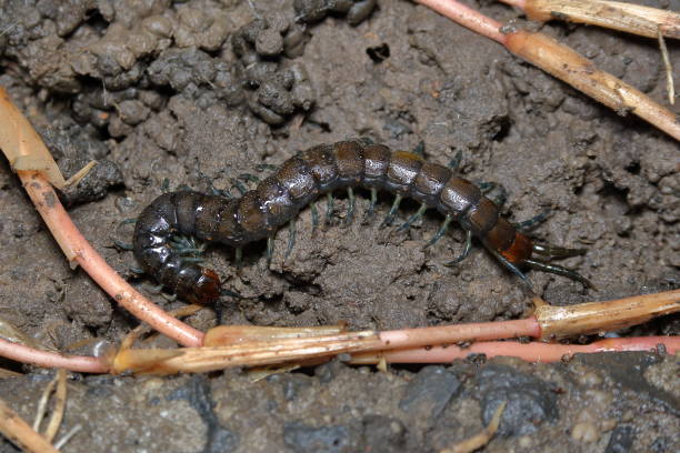 Scolopendrid centipede stock photo