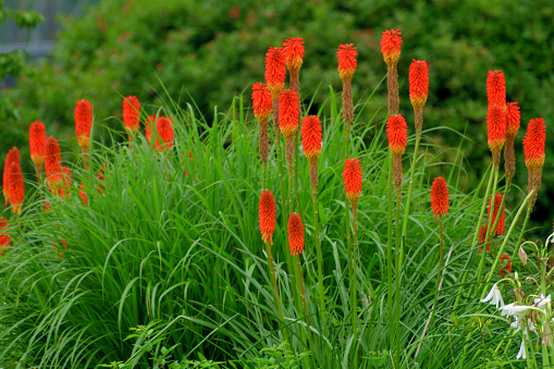 Kniphofia uvaria, commonly known as red-hot poker or torch lily, is an upright, clump-forming, rhizomatous perennial that is native to South Africa and Eastern Africa. Buds and emerging flowers are red, but mature to yellow, giving each spike a two-tone color appearance. Flowers bloom from late spring to early summer.