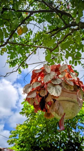 istock Begonia plant in a pot, hanging on a tree 1506491154