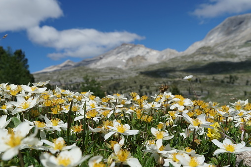 A meadow full of mountain-avens (Dryas octopetala) in front of a mountain in the Dolomites.