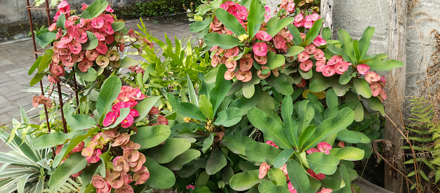 Crown-of-thorns Plant, a beautiful flower, taken from a close-up angle