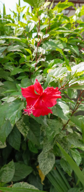 istock Shoeblackplant Plant, a beautiful red flower 1506519974