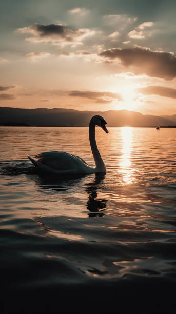Swan in the lake, silhouette, backlit sunset scene, generated using AI,Vertical image Swan in the lake, silhouette, backlit sunset scene, generated using AI,Vertical image ai generated image stock pictures, royalty-free photos & images
