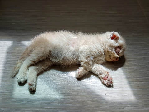 Sick cat, unwell, suffering from leprosy, fungus on the skin, cleft hair, blindness, sleeps like a dead cat. in the sunlight that shines through the window