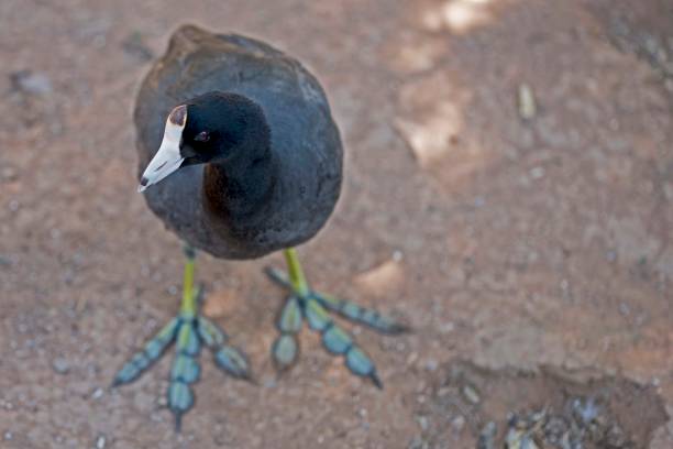 istock Wildlife Preservation Bird 1506539296