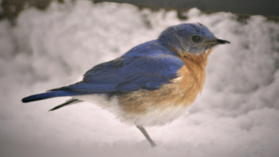 This male Bluebird is the first one that I saw at the bird feeding station during a heavy snow in Aurora, West Virginia.