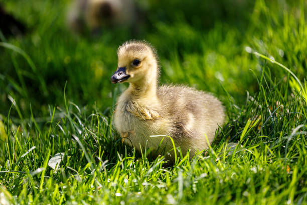istock Young canadian goose in park 1506546913
