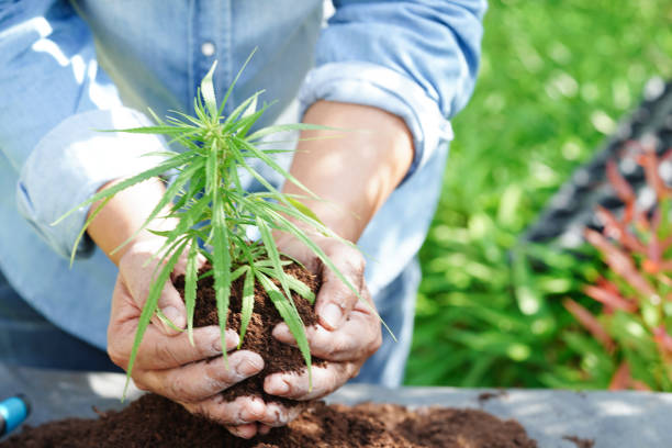 istock Tree growing with hand, eco earth day, save world, save earth, go green 1506551802