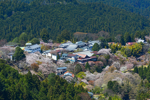 Nara, Japan - Apr 12, 2019. Small town on Yoshino Mountain covered by full blossom cherry trees in Nara, Japan.