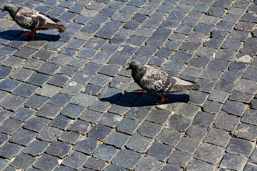 Common pigeon bird on the street, brick pavement. Common scene, cityscape, street scene. Wild animal in the city. Birds in the city.