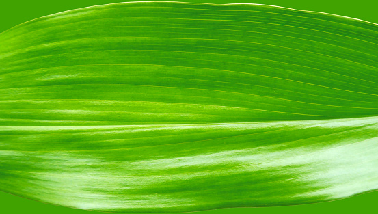Retouched green leaf image of Sushi Harang (Aspidistra elatior), flat texture with emphasis on green.