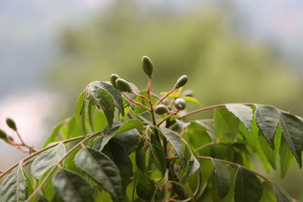 istock Curry Leaves plant with seed, a Herb Often Used in Indian Cooking 1506556295