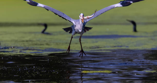 istock Grey heron fishing 1506560986
