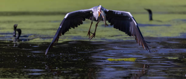 istock Grey heron fishing 1506561023
