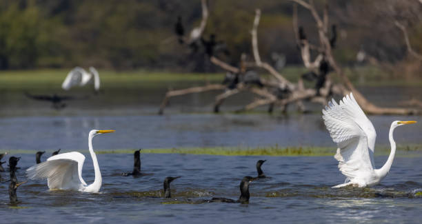 istock Intermediate egret fishing in river 1506561527
