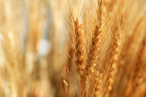 Closeup on golden wheat field or barley farming. Rye of barley plants harvest and agriculture background.