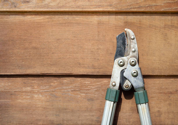 Vineyard scissors.