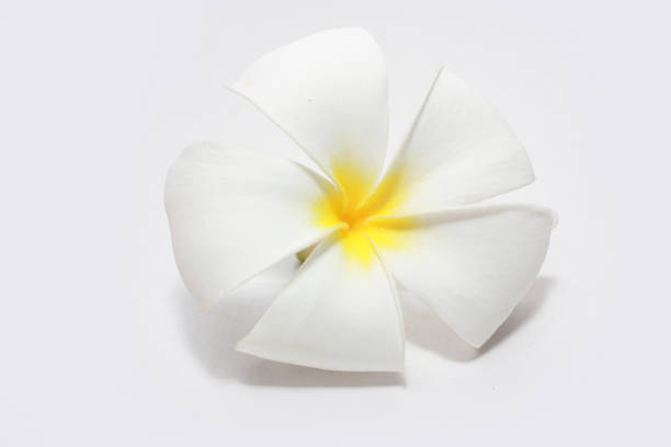 Frangipani white flower with yellow pollen in white background.