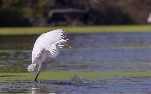 istock Intermediate egret fishing in river 1506592517