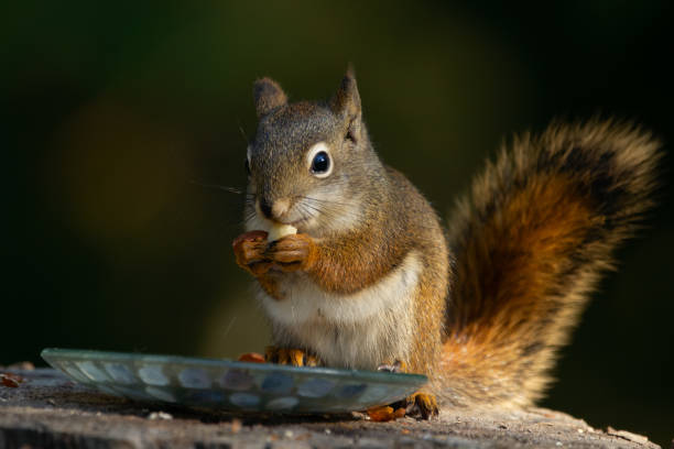 istock Baby squirrel is  eating peanuts from the feeder in the garden. 1506596242