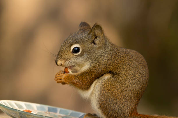 istock Baby squirrel is  eating peanuts from the feeder in the garden. 1506596792