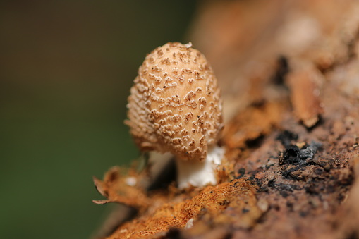 Kokiraratake that looks like a small powdered hat (Using a macro lens, outdoor natural light, close-up photo)