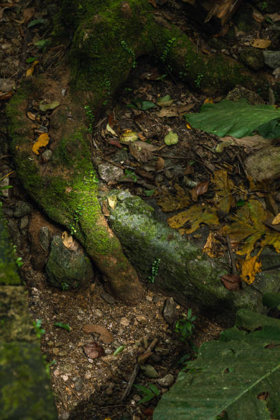 istock Trees and rocks in the forest 1506627378