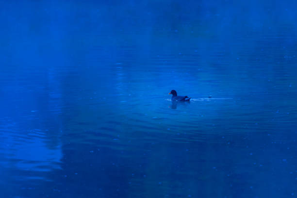 a duck in the blue lagoon