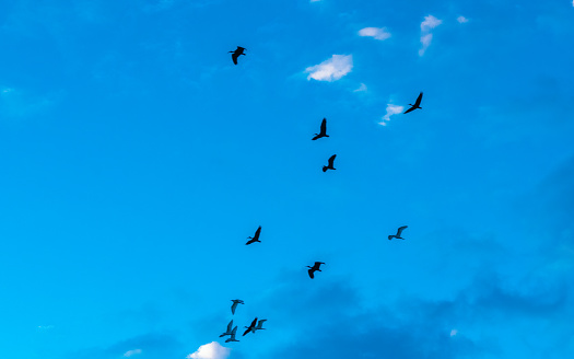 flock of birds flying under a blue sky