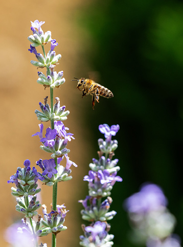 A bee in flight towards a lavender flower, European honey bee (Apis mellifera) and lavender flowers