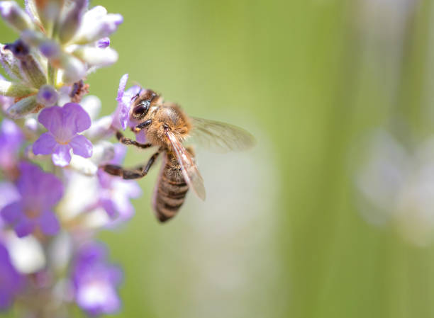 istock European honey bee on a lavender flower 1506637203