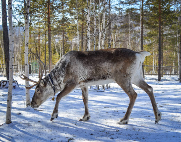 istock Wild reindeer at winter forest 1506671450