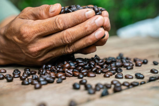istock Roast coffee bean in hand on wood table aroma drink 1506681176