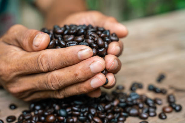 istock Roast coffee bean in hand on wood table aroma drink 1506681177