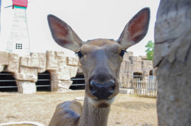 Close up of a deer head staring at camera