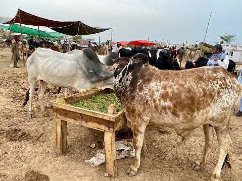 Cows and oxen market in Asia on Eid days